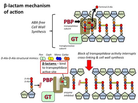 Carbapenems: History, Structure, Mechanism of Action, resistance and ...