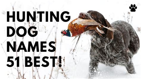 🐕 Hunting Dog Names🌲 51 TOP & BEST & AMAZING Ideas | Names - YouTube