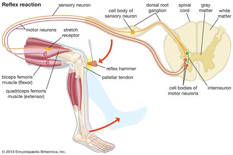 Reflex | Physiology, Definition, Types & Examples | Britannica