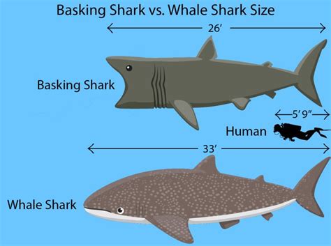 Basking Shark vs. Whale Shark: The Oceans' Biggest Fish