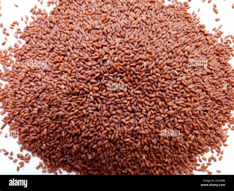 Garden Cress Seeds Stock Photo - Alamy