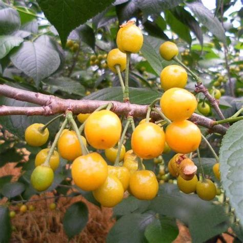 Yellow Cherry Fruit Seeds — USA Garden Center