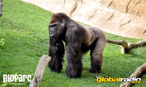 Bioparc Fuengirola Zoo - 93.6 Global Radio