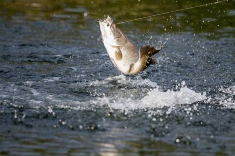 Barramundi Fish - A-Z Animals