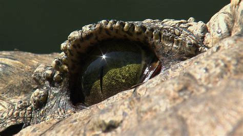 Crocodile Ambush Photos - Cameramen Who Dare - National Geographic ...