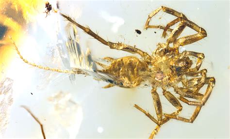 Part spider, part scorpion creature captured in amber | Science | AAAS