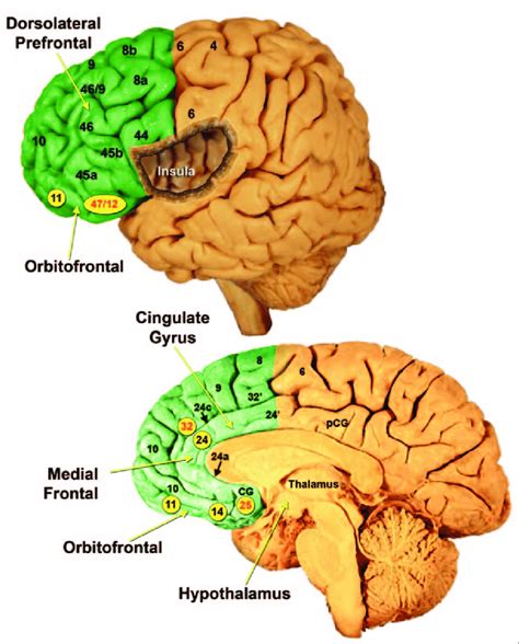 Prefrontal Cortex Diagram