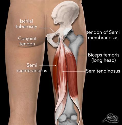 Biceps Femoris Muscle