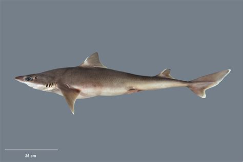 Northern Spiny Dogfish | Squalus griffini | Shark Database