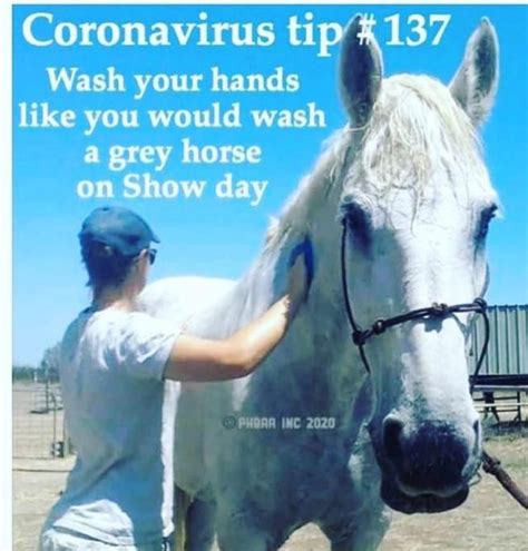 The Best Horse Related COVID-19 Memes on the Internet | HORSE NATION