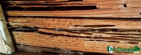 Most Common Termite Wood Damage in Your Home