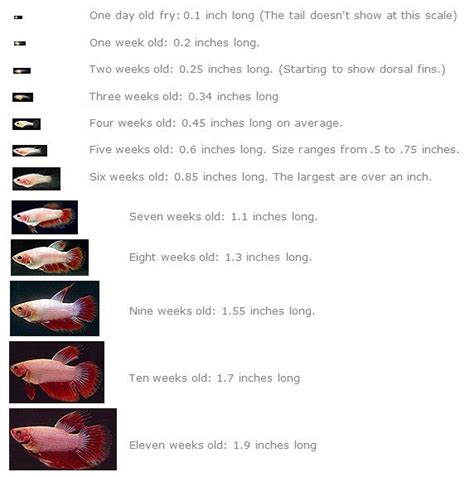 Breeding Betta Fish Guide - Breeding Mania