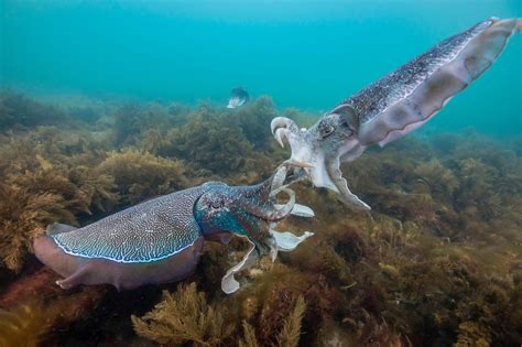 Flamboyant Cuttlefish Mating