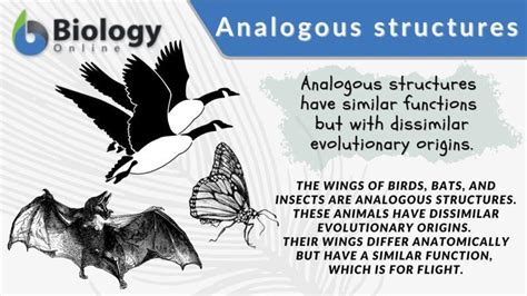 Analogous structures - Definition and Examples | Biology Online