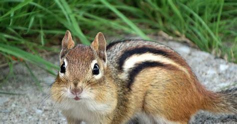 Maynard Life Outdoors and Hidden History of Maynard: A Circus of Chipmunks