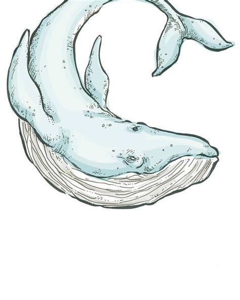 Asher | Whale drawing, Whale art, Whale illustration