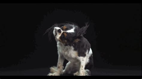 Mesmerizing High-Speed Dog Shaking GIFs - Business Insider | Dog ...