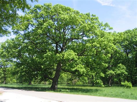 trees in tennessee with large leaves - Enchantingly Cyberzine Gallery ...