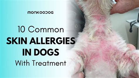 What Does A Skin Infection Look Like On A Dog