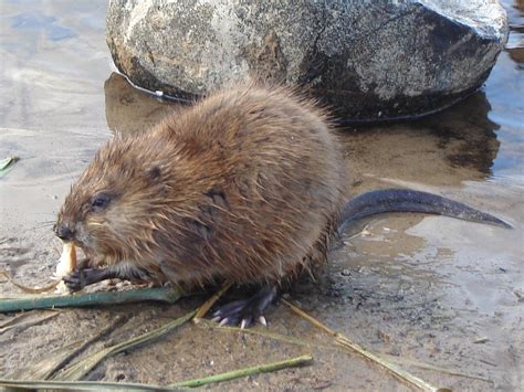 Misk sıçanı - Muskrat - qaz.wiki