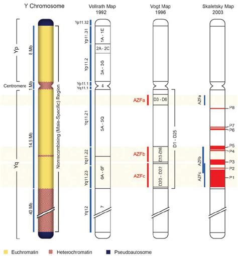 Pseudoautosomal and nonrecombining regions on the Y chromosome. (27 ...