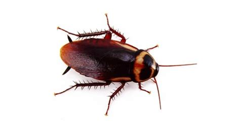 Cockroach Species | Rentokil Hong Kong