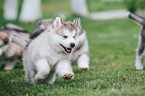 Sable Alaskan Malamute