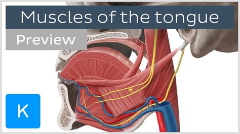 Tongue Muscles Anatomy