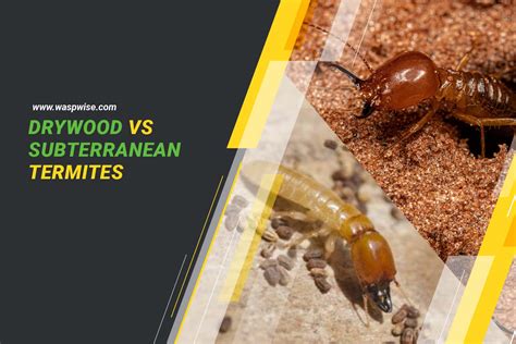 Drywood vs Subterranean Termites: What are the Differences