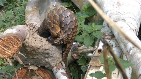 Little Black-bellied Pangolin feasting on ants | Formicidae, research ...