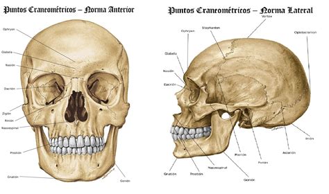 Huesos del craneo - Anatomía Cervantes