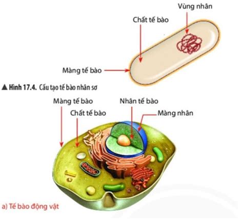 Bộ sưu tập hình ảnh tế bào đầy đủ chất lượng 4K với hơn 999+ đồ vật