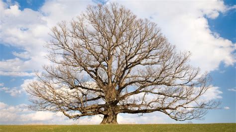 White Oak: The King of Kings - Arbor Day Blog