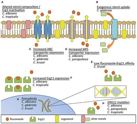 Frontiers | Azole Antifungal Resistance in Candida albicans and ...