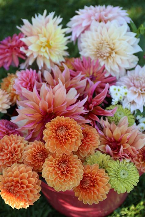 Dahlias: Why You Can't Always Get What You Want - Longfield Gardens ...