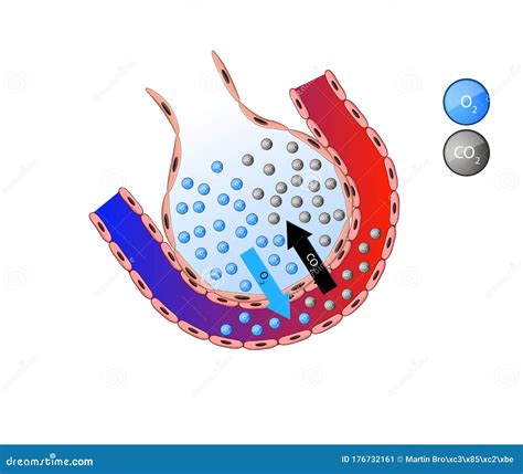 Pulmonary Alveoli Human Anatomy Respiration Concept Royalty-Free ...