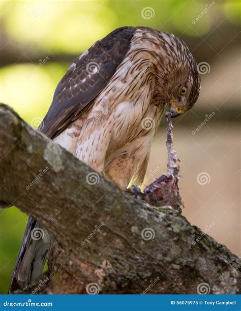 Cooper S Hawk Feeding on Bird Stock Image - Image of raptor, kill: 56075975