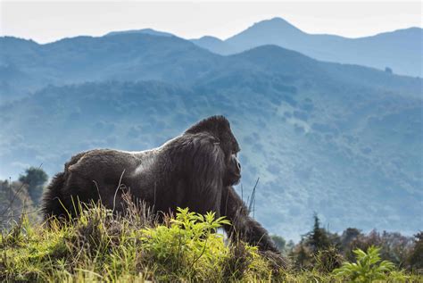 Guide sur le Parc National des Volcans au Rwanda : Refuge des gorilles ...