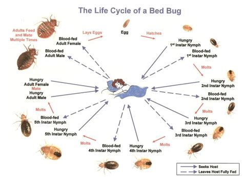 Bed Bug Identification & Life Cycle - Bed Bug Treatment Gatlinburg ...