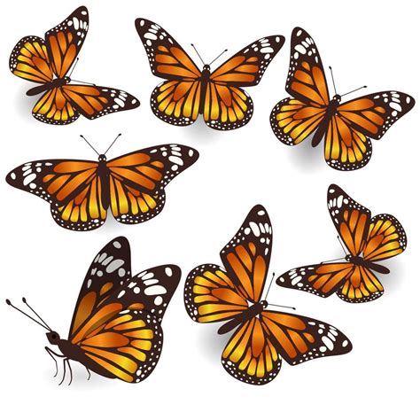 Vector Orange Butterflies Illustration Set 9245998 Vector Art at Vecteezy