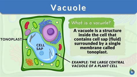 Vacuoles Definition