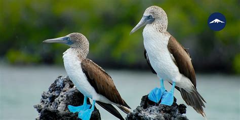 Top 20 Galapagos Islands Animals Not to Be Missed - Rebecca Adventure ...