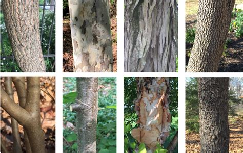 Tree Bark Identification Guide - nagle-dziecko