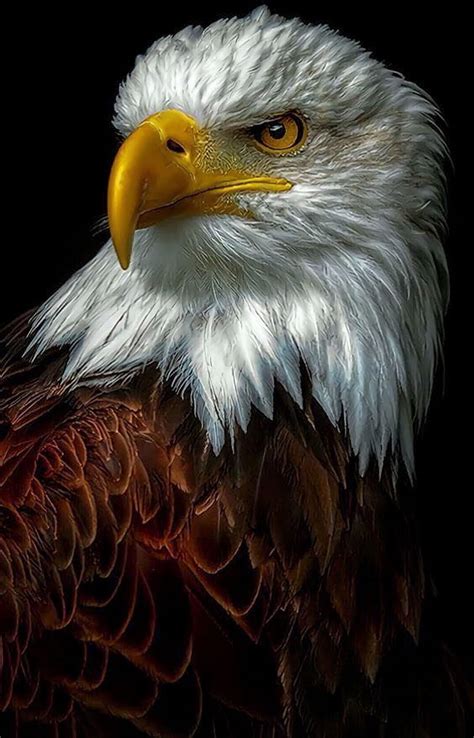 70 Eagle Hd Quality Wallpaper Pictures - MyWeb