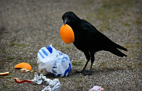 How to Keep Animals Out of Your Garbage | RBS Sanitation | Tea, SD