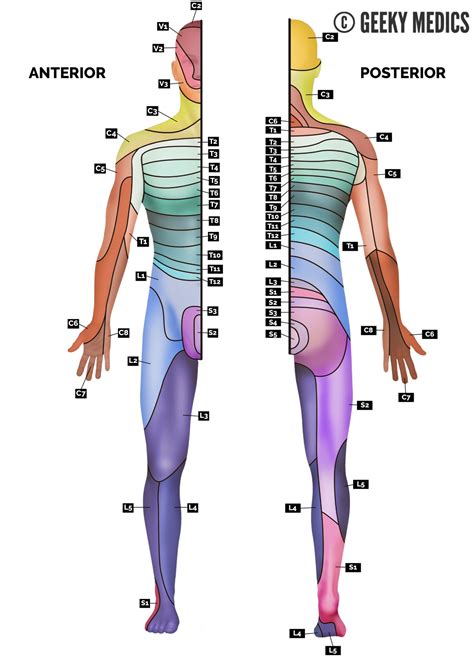 Dermatome Upper Limb