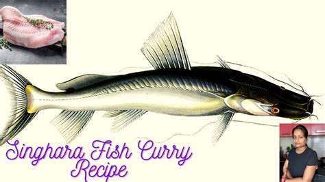 Singhara Fish Curry Recipe | CatFish Curry | Masala Fish Curry | How To ...