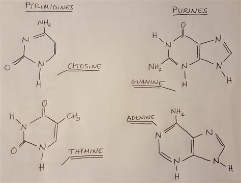 Nitrogenous Bases In Dna