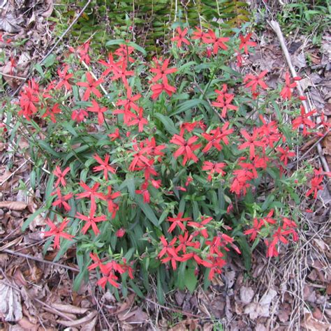 Caryophyllaceae – Floral Finds