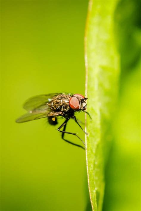 7 Best Ways to Get Rid of Gnats in Plants Naturally